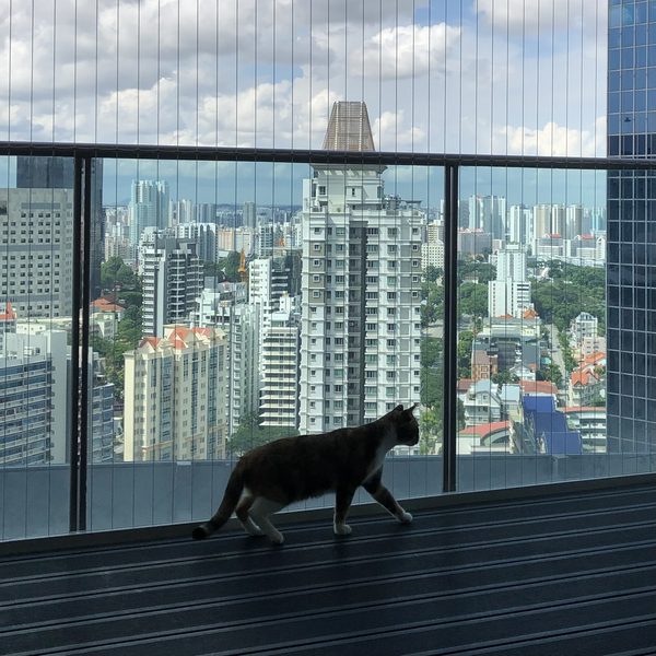Mila on the Singapore balcony